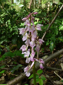 Orchis mascula 'rosea'